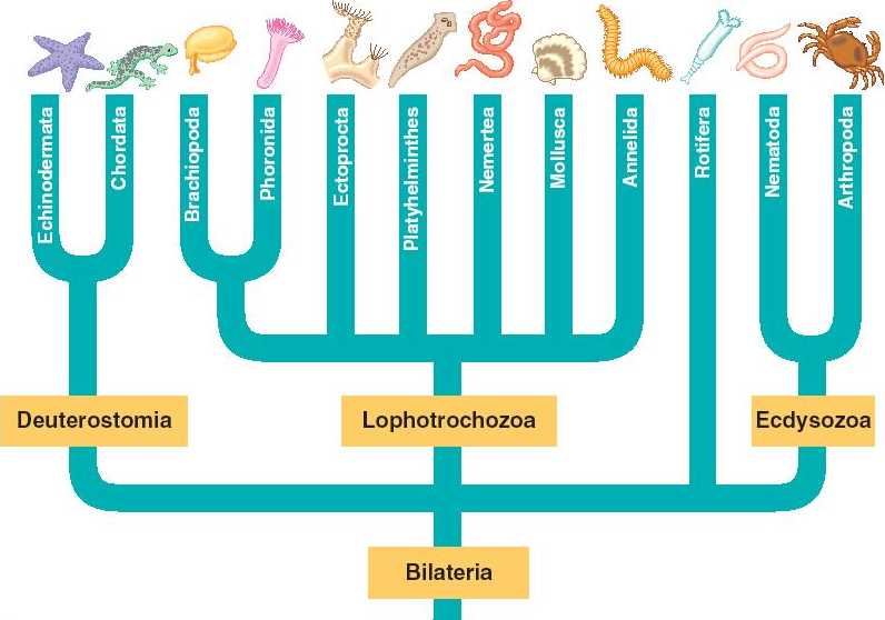 Chapter 33 Invertebrates